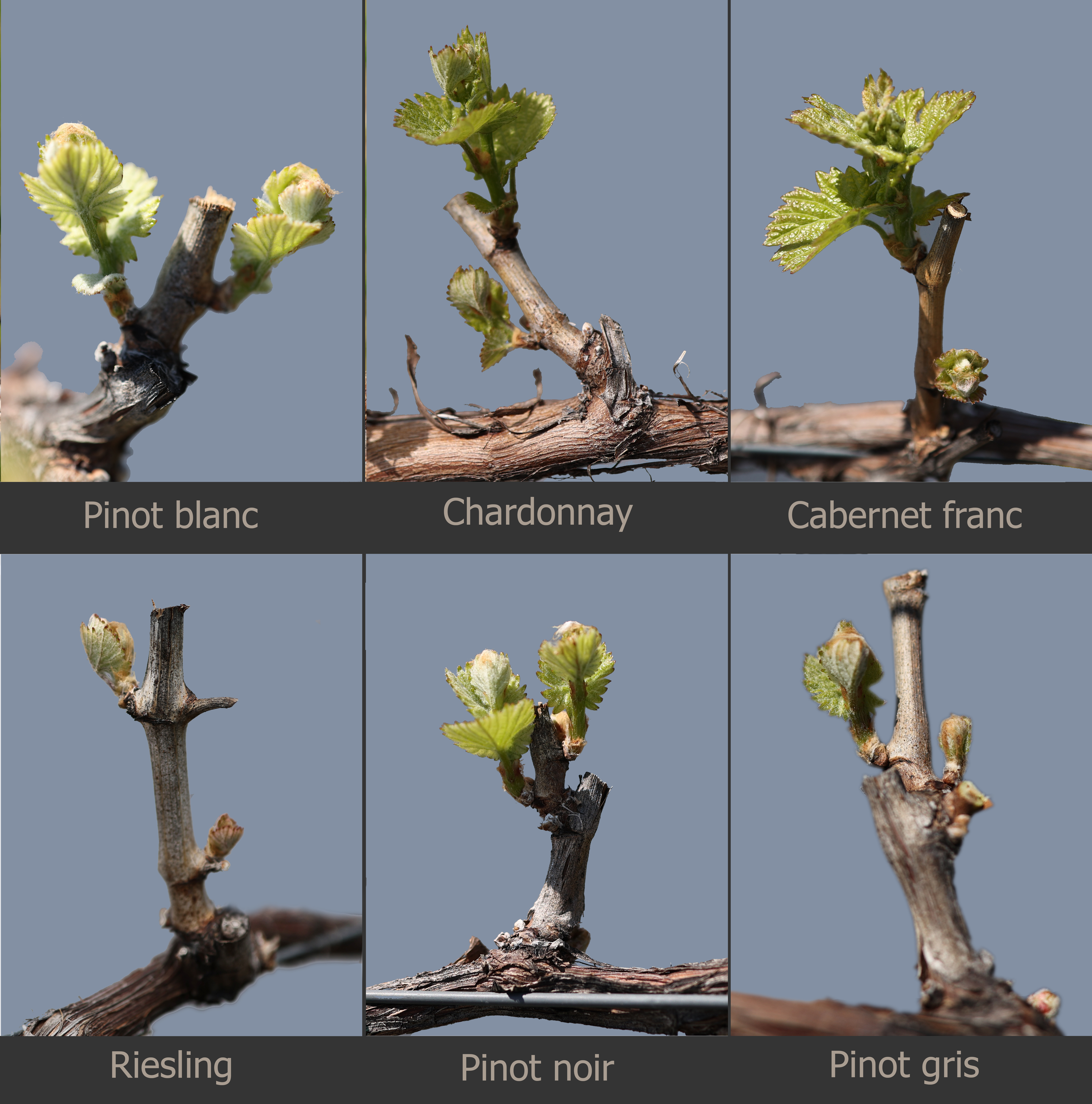 Grape growth